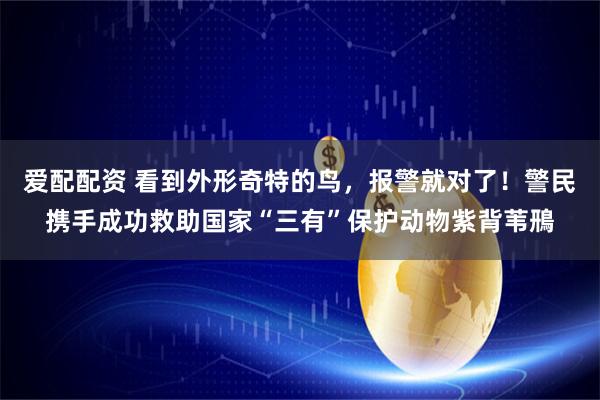 爱配配资 看到外形奇特的鸟，报警就对了！警民携手成功救助国家“三有”保护动物紫背苇鳽